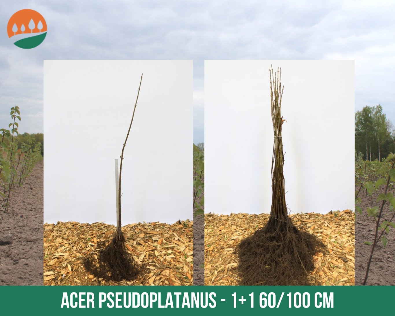Acer pseudoplatanus - 60-100 CM bare root 1/1
